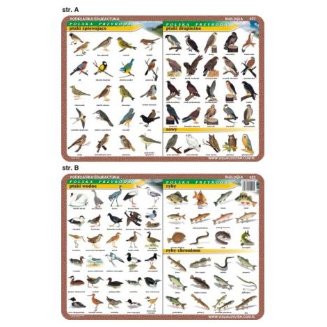 Podkładka edukacyjna Visual System Biologia, Polska Przyroda #2
